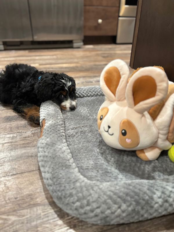 Ziggy with their but cute
